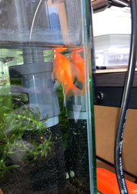 金魚が弱っています飼って一年になる金魚がいます 金曜日に水槽を掃除してか Yahoo 知恵袋
