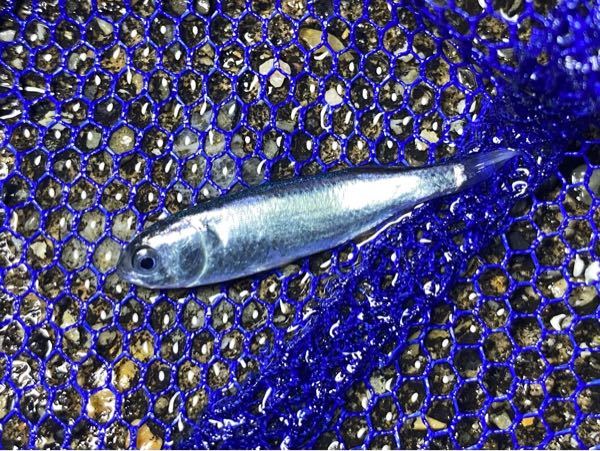 これは普通のボラの稚魚でしょうか それともボラでも他の種類でしょうか Yahoo 知恵袋