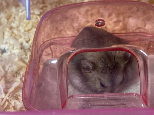 げっ歯類 ウサギ 解決済みの質問 Yahoo 知恵袋