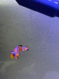 海水魚の質問です 新しい魚を追加したいですか 前追加した時 1匹の魚 Yahoo 知恵袋