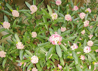 最近咲いてて 良い匂いがします なんという花でしょうか 沈丁花 じ Yahoo 知恵袋