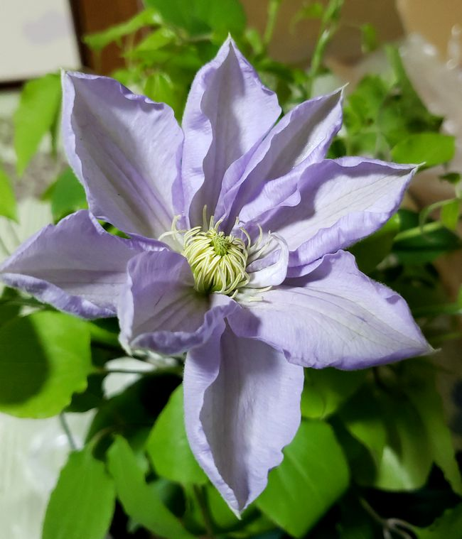 こちらの花はやはり 白馬 でしょうか 今後二重になる可能性はないでしょう Yahoo 知恵袋