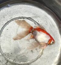 パイロットフィッシュの役目を終えたメダカはどうしますか 基本 Yahoo 知恵袋