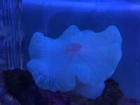 イボハタゴイソギンチャクの飼育について ホワイト個体のイボハタゴイソ Yahoo 知恵袋