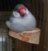 家で文鳥を飼っています 家は 窓を開けなくても普通に外の鳥達の Yahoo 知恵袋