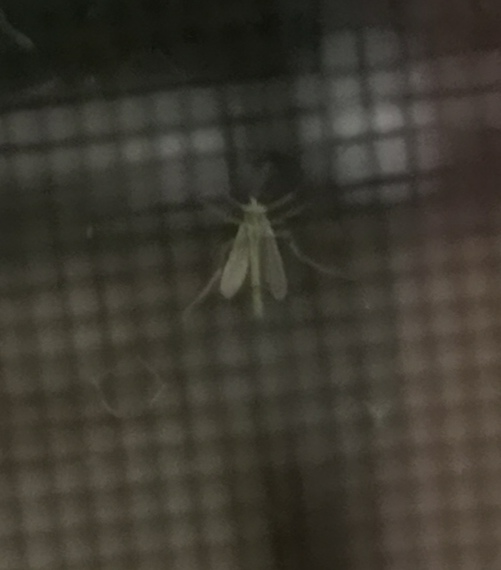 この時期に窓に大量にいる緑っぽい小さい虫ってなんですか 画像あ Yahoo 知恵袋