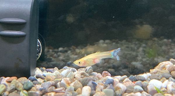 妊娠中のグッピー2匹を同じ隔離ケースに入れていたら 激しく喧嘩してたので Yahoo 知恵袋