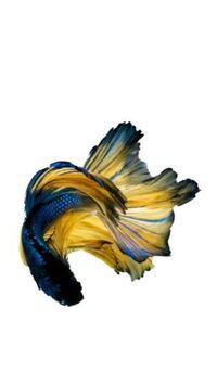 ベタをフタ無しの水槽で飼っている方はいらっしゃいますか 飛び出すことは Yahoo 知恵袋