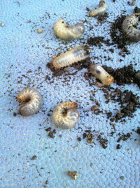 プランターの土の中から、何かの幼虫が沢山出てきました。 プランターで野菜を育てているのですが、苗を植えてしばらくすると、茎の部分が腐って倒れたり、葉が枯れたりして駄目になることが多く、新しい苗を植えようと土を掘り返してみると、画像のような幼虫がごろごろ出てきました。

この幼虫は何の幼虫かお分かりになる方いらっしゃいませんか？
他にもプランターに野菜の苗を植えていますが、この幼虫対策は...