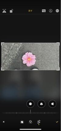 これなんのお花ですかね 花首から落ちているので 椿だと思います サザ Yahoo 知恵袋