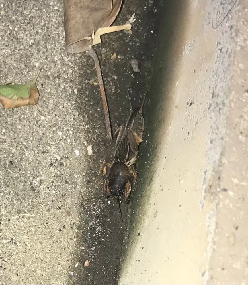 この虫はなんという虫でしょうか 側溝の蓋の裏にいました Yahoo 知恵袋