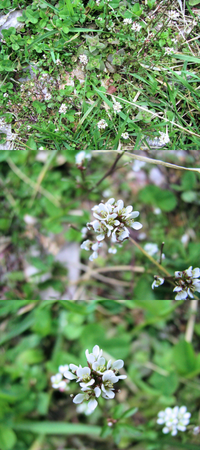 3月の低山にあった植物です 非常に小さな白い花がまとまって咲い Yahoo 知恵袋