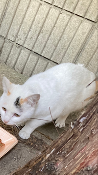 地域猫を連れて帰るのは犯罪なのでしょうか 江ノ島の猫など連れて帰って Yahoo 知恵袋