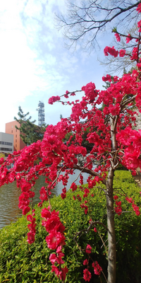 この木はなんですか 花が赤いです Yahoo 知恵袋