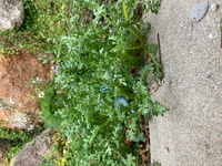 ネモフィラが伸びすぎて格好悪くなってきました どのように手入れすれ Yahoo 知恵袋