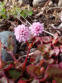 昨日撮った花の写真ですが 花の名前が分かりましたら教えてください 撮影場 Yahoo 知恵袋