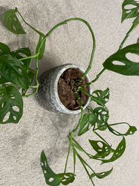 金魚がここ2日程くの字に曲がって沈んでいます 沈んだままあまり動 Yahoo 知恵袋