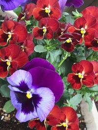 紫のパンジーを植えたのですが 1株のパンジーからパンジーとビオラが咲 Yahoo 知恵袋