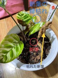 カラテア マコヤナの新芽が枯れます 観葉植物初心者です Yahoo 知恵袋