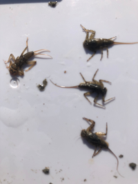 こちらの川虫はヤマメ釣りに使えるでしょうか また判断つけば川虫 Yahoo 知恵袋