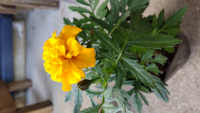 マリーゴールドを買ってきたのですが 花を摘心したほうがいいので Yahoo 知恵袋
