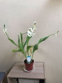 ３週間咲き続けたチューリップが咲期を終え散ってきました Yahoo 知恵袋