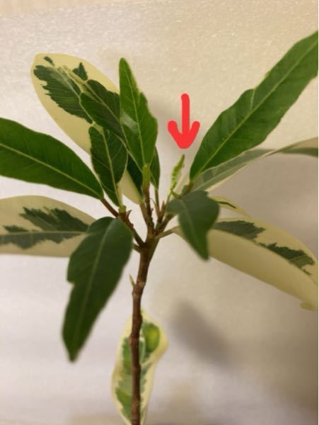 斑入りガジュマルを新芽から斑入りにするには？ - 最近続々と新芽が