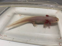 ウーパールーパーが脱走して出血しました 1歳のウーパールーパーが掃除中に Yahoo 知恵袋