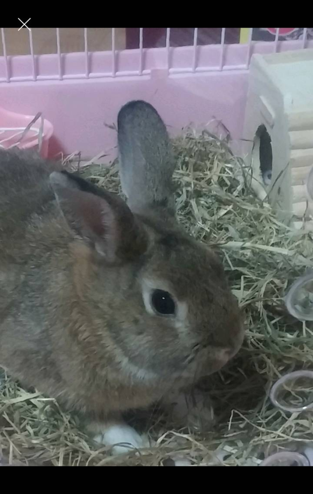 ウサギです 知人の家で飼っているポポちゃん 可愛いですね 品種とかどこが Yahoo 知恵袋