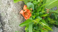 トゲのある枝をもつ この花が咲く植物の名前を教えてください 長 Yahoo 知恵袋