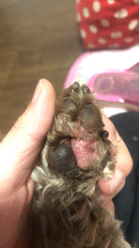 犬の指間炎について 犬の指間炎についての質問です 飼い犬が最 Yahoo 知恵袋