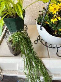 ムスカリの分球があまりに小さく他の花の鉢に 植えていたのもあり抜きま Yahoo 知恵袋