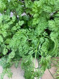 我が家の花壇のあちこちに繁っているこの植物の名前を教えてくださ Yahoo 知恵袋