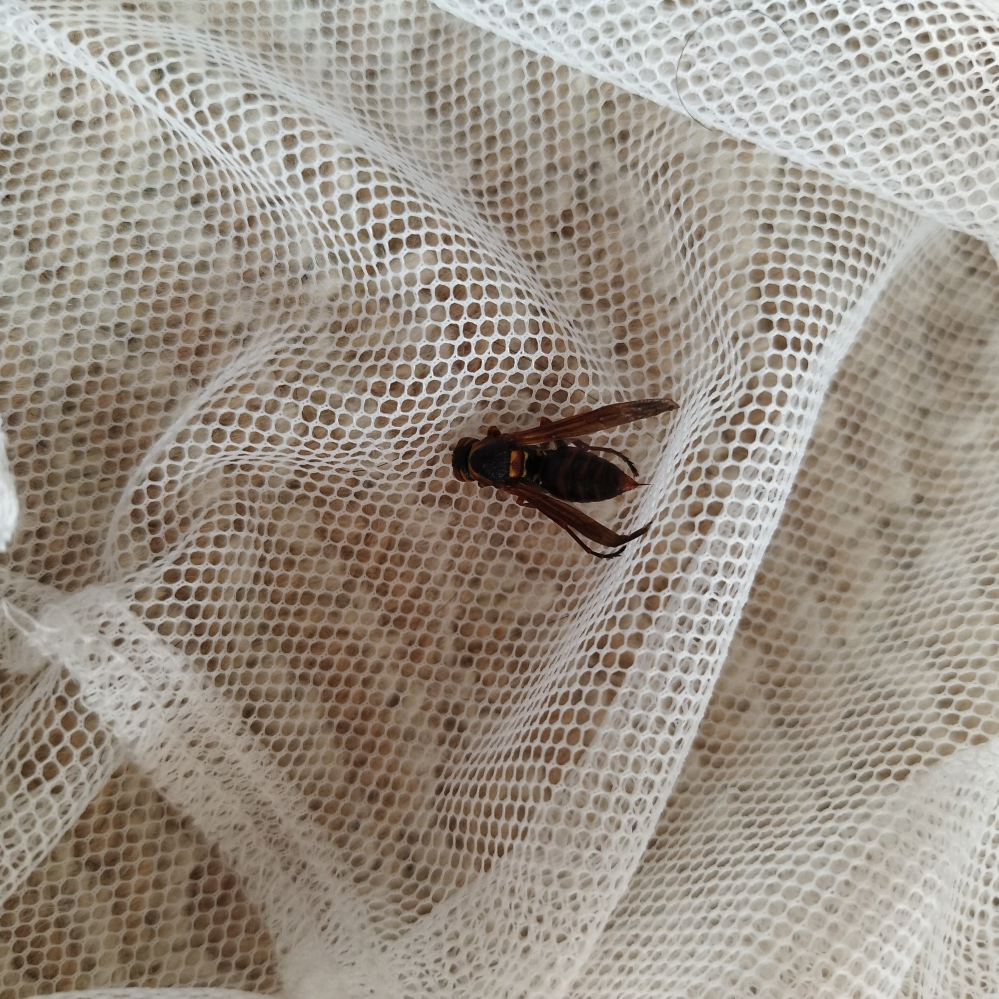 昨年からこの時期あたりになるとこの虫が部屋の中にいることがあるのですがな Yahoo 知恵袋