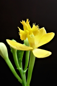 この花の名前をお教え下さい 五弁の花 咢 の中に サギソウに似た花が咲 Yahoo 知恵袋