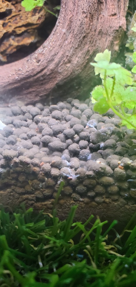 30cmの淡水でエンドラーズ10匹とヤマトヌマエビが3匹いてま Yahoo 知恵袋