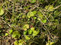 庭のコケについてです芝生にコケがはいていましたが ミドリで綺麗だったので Yahoo 知恵袋