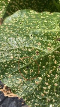 白菜の苗が売っていたので栽培を始めましたが小さな虫食いがいっぱ Yahoo 知恵袋