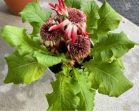 この花はガーベラですか 大きな鉢を買ったので植え替えしよ Yahoo 知恵袋