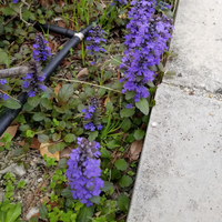 道端で見た紫の花ですが なんて花ですか アジュガです 品種は豊富に Yahoo 知恵袋