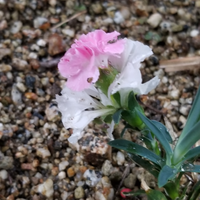 カーネーションの花の中からまた蕾が出てきて違う色の花が写真の様 Yahoo 知恵袋