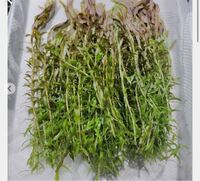 トリミングした水草を植えてその水草をまたトリミングしたら脇芽が Yahoo 知恵袋