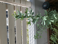 3月初旬にミモザアカシアを花壇に植えましたが 1か月間成長が見られません Yahoo 知恵袋