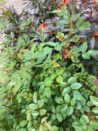 地植えのミニバラグリーンアイスにシュートが沢山出ています Yahoo 知恵袋