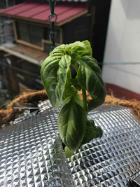 バジルの元気が無い原因について教えてください バジルの葉っぱが茶色く Yahoo 知恵袋