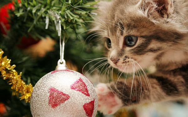 クリスマスツリーのオーナメントで ネコちゃんは遊びますか Yahoo 知恵袋