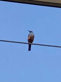 野鳥に詳しい方に質問です この鳥は何という名前の鳥ですか Yahoo 知恵袋