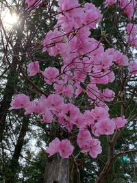 この花の名前を教えてくださいツツジに似ていますが 葉っぱがありません 昨 Yahoo 知恵袋