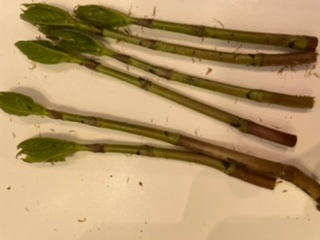 これは何ですか 山菜かと思いとってしまいました ヒトリシ Yahoo 知恵袋