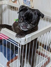 これ何犬ですか 正直私の好みではないけど面白い顔だなぁって思って Yahoo 知恵袋